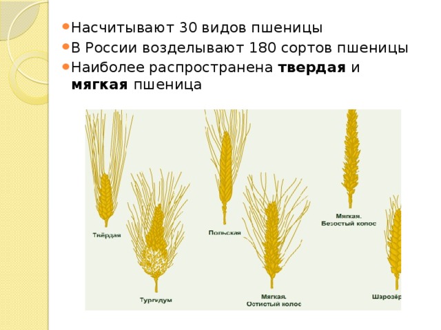 Род пшеница виды. Пшеница мягкая и твердая отличия зерна. Яровая пшеница мягкая и твердая. Твёрдые и мягкие сорта пшеницы отличие. Мягкие сорта пшеницы.