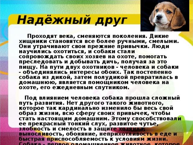 Надёжный друг  Проходят века, сменяются поколения. Дикие хищники становятся все более ручными, смелыми. Они утрачивают свои прежние привычки. Люди научились охотиться, и собаки стали сопровождать своих хозяев на охоте, помогать преследовать и добывать дичь, получая за это пищу. На пути двух охотников - человека и собаки - объединялись интересы обоих. Так постепенно собака из дикой, затем полудикой превратилась в домашнюю, является помощником человека на охоте, его ежедневным спутником.   Под влиянием человека собака прошла сложный путь развития. Нет другого такого животного, которое так кардинально изменило бы весь свой образ жизни, всю сферу своих привычек, чтобы стать настоящим домашним. Этому способствовали ее прекрасный тонкий слух, развитое чутье, злобность и смелость в защите хозяина, выносливость, обоняние, неприхотливость в еде и быстрая приспособляемость к условиям жизни. Собака - первое одомашненное животное, которое стало верным другом человека. 