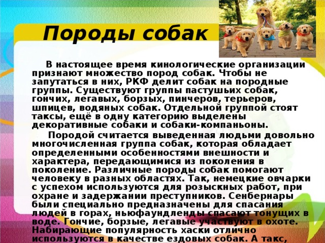 Породы собак  В настоящее время кинологические организации признают множество пород собак. Чтобы не запутаться в них, РКФ делит собак на породные группы. Существуют группы пастушьих собак, гончих, легавых, борзых, пинчеров, терьеров, шпицев, водяных собак. Отдельной группой стоят таксы, ещё в одну категорию выделены декоративные собаки и собаки-компаньоны.  Породой считается выведенная людьми довольно многочисленная группа собак, которая обладает определенными особенностями внешности и характера, передающимися из поколения в поколение. Различные породы собак помогают человеку в разных областях. Так, немецкие овчарки с успехом используются для розыскных работ, при охране и задержании преступников. Сенбернары были специально предназначены для спасания людей в горах, ньюфаундленды спасают тонущих в воде. Гончие, борзые, легавые участвуют в охоте. Набирающие популярность хаски отлично используются в качестве ездовых собак. А такс, мопсов и болонок удобно держать даже в условиях небольшой квартиры, это отличные компаньоны. 