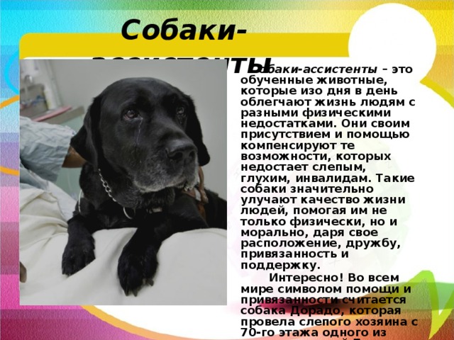  Собаки-ассистенты    Собаки-ассистенты  – это обученные животные, которые изо дня в день облегчают жизнь людям с разными физическими недостатками. Они своим присутствием и помощью компенсируют те возможности, которых недостает слепым, глухим, инвалидам. Такие собаки значительно улучают качество жизни людей, помогая им не только физически, но и морально, даря свое расположение, дружбу, привязанность и поддержку.   Интересно! Во всем мире символом помощи и привязанности считается собака Дорадо, которая провела слепого хозяина с 70-го этажа одного из горящих зданий Башен-близнецов 11 сентября 2001 года. 