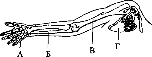 Итоговая работа по биологии 8 класс какой буквой на рисунке обозначена плечевая кость