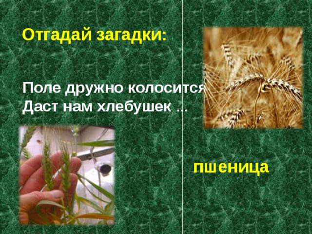 Загадки про поле