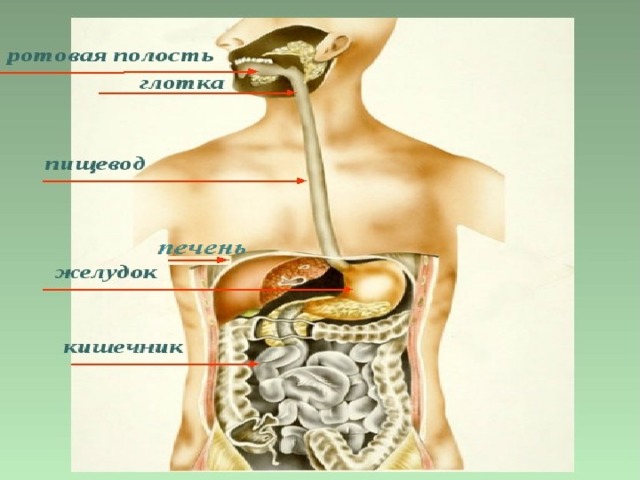 Наше питание презентация 3 класс. Наше питание 3 класс окружающий мир. Наше питание презентация 3 класс окружающий мир Плешаков. Наше питание 3 класс школа России. Наше питание презентация 3 класс окружающий мир Плешаков школа России.