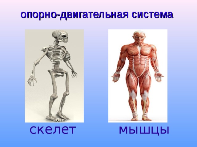 Картинка для детей скелет и мышцы