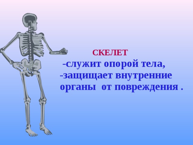 Зачем скелет. Скелет опора тела. Скелет 3 класс. Скелет служит для. Скелет это опора тела человека.