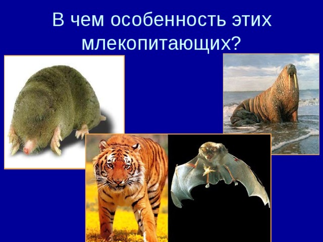 В чем особенность этих млекопитающих?