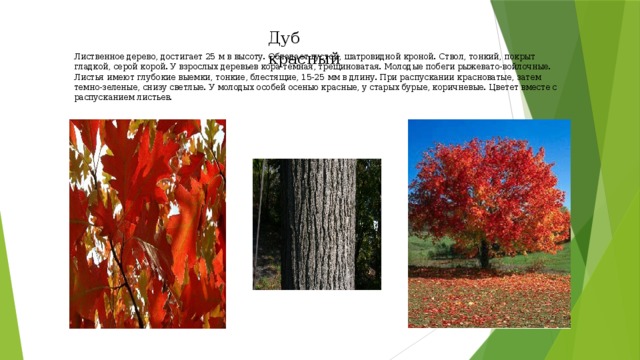 Дуб красный Лиственное дерево, достигает 25 м в высоту. Обладает густой, шатровидной кроной. Ствол, тонкий, покрыт гладкой, серой корой. У взрослых деревьев кора темная, трещиноватая. Молодые побеги рыжевато-войлочные. Листья имеют глубокие выемки, тонкие, блестящие, 15-25 мм в длину. При распускании красноватые, затем темно-зеленые, снизу светлые. У молодых особей осенью красные, у старых бурые, коричневые. Цветет вместе с распусканием листьев. 