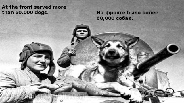 At the front served more than 60.000 dogs. На фронте было более 60,000 собак. 