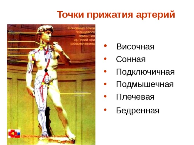    Точки прижатия артерий  Височная  Сонная  Подключичная  Подмышечная  Плечевая  Бедренная   