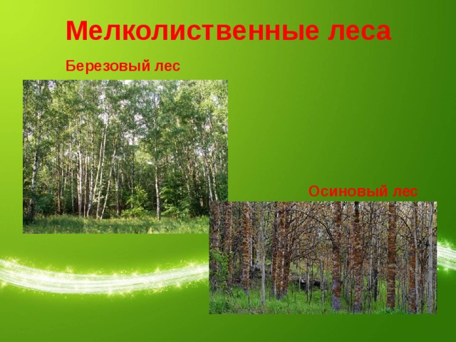Мелколиственные леса Березовый лес Осиновый лес 