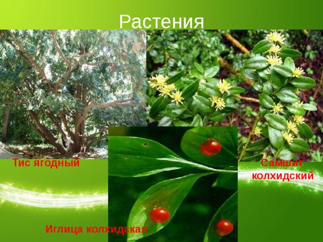 Растения Тис ягодный  Самшит  колхидский Иглица колхидская 