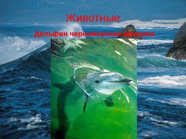 Животные Дельфин черноморская афалина 