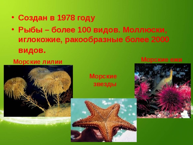 Создан в 1978 году Рыбы – более 100 видов. Моллюски, иглокожие, ракообразные более 2000 видов . Морские ежи Морские лилии Морские  звезды 