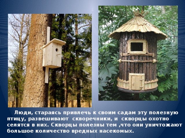  Люди, стараясь привлечь к своим садам эту полезную  птицу, развешивают скворечники, и скворцы охотно  селятся в них. Скворцы полезны тем ,что они уничтожают  большое количество вредных насекомых.  