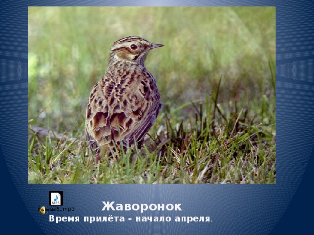 Жаворонок Время прилёта – начало апреля . 