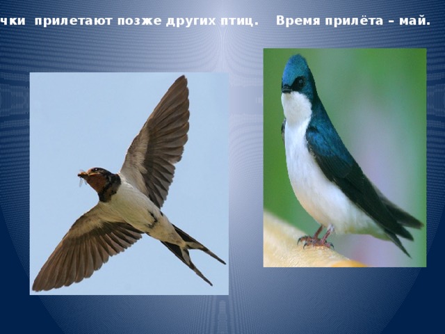 Ласточки прилетают позже других птиц. Время прилёта – май.  