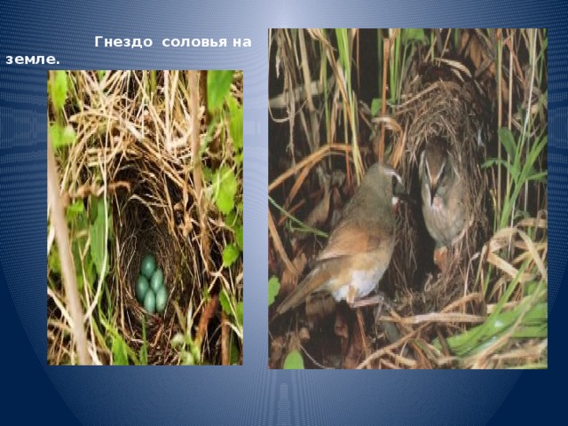  Гнездо соловья на земле. 