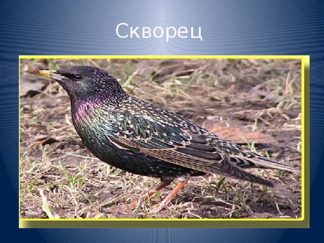 Скворец 