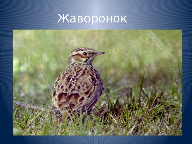 Жаворонок 