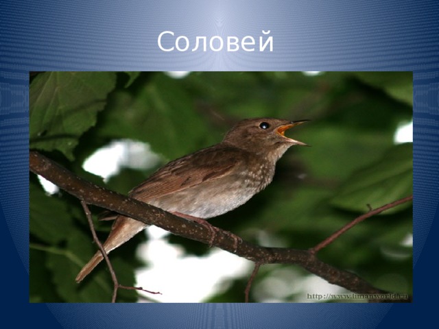 Соловей 