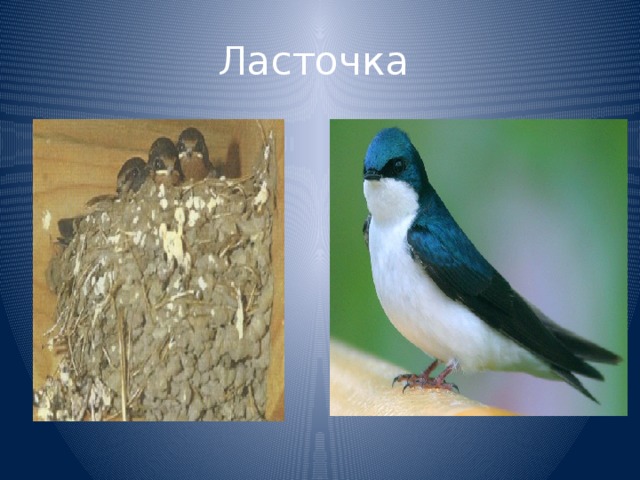 Ласточка 