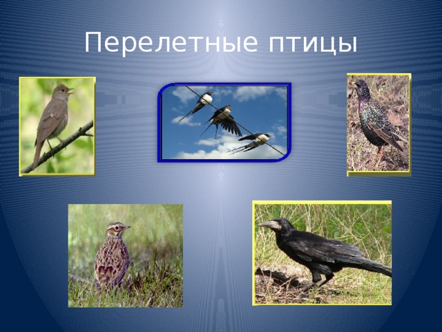 Перелетные птицы 