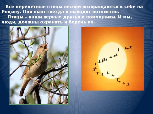 Какая птица считается вестником весны. Птицы наши верные друзья. Птицы которые возвращаются весной. Какая птица является вестником весны?.