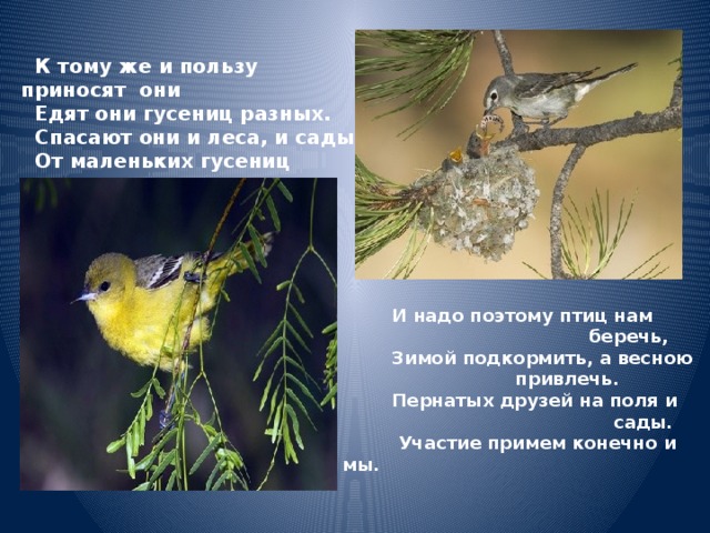   К тому же и пользу приносят они  Едят они гусениц разных.  Спасают они и леса, и сады  От маленьких гусениц страшных.   И надо поэтому птиц нам  беречь,  Зимой подкормить, а весною    привлечь.  Пернатых друзей на поля и  сады.  Участие примем конечно и мы.  