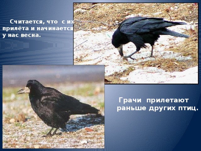  Считается, что с их прилёта и начинается у нас весна.  Грачи прилетают раньше других птиц.  