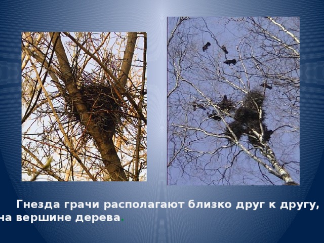  Гнезда грачи располагают близко друг к другу,  на вершине дерева . 