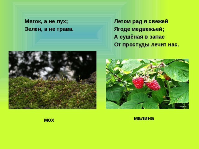 Мягок, а не пух; Летом рад я свежей Зелен, а не трава. Ягоде медвежьей; А сушёная в запас От простуды лечит нас.  малина  мох 