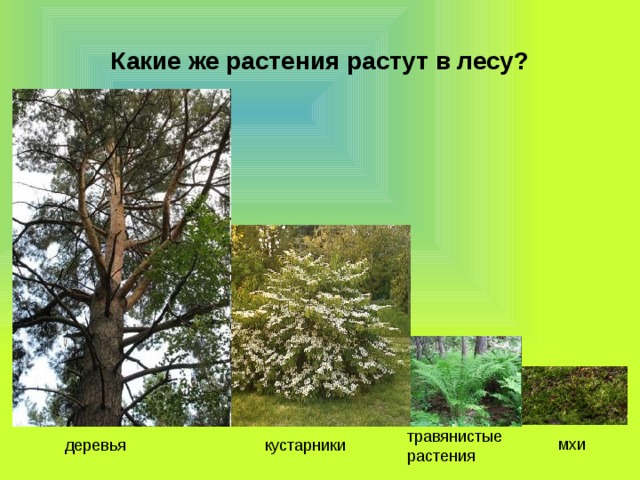 Какие же растения растут в лесу?  мхи травянистые растения  деревья кустарники 