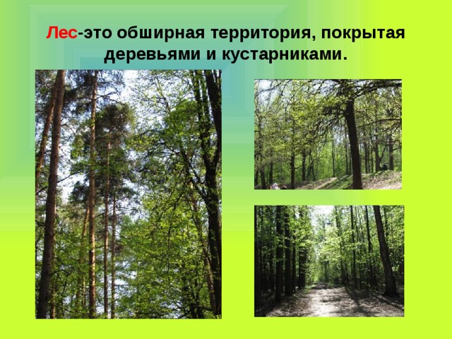 Лес -это обширная территория, покрытая деревьями и кустарниками. 