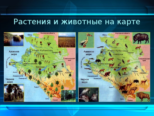 Растения города Сочи Мне растения открыли Душу чуткую свою. Каждая травинка- чуд