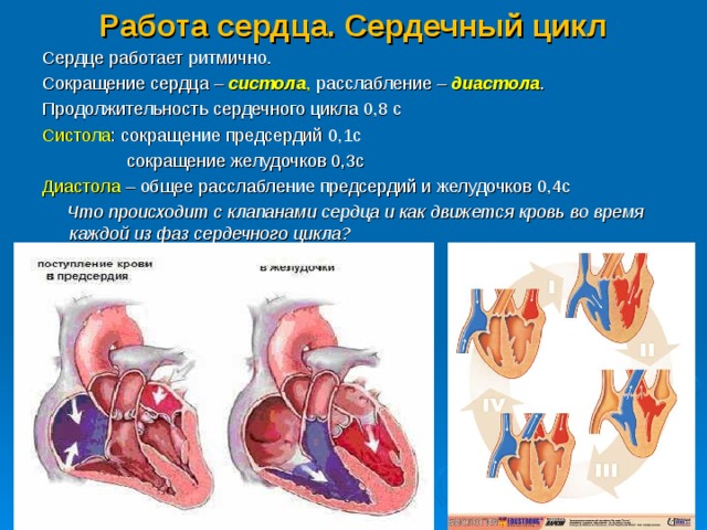 Сердечный цикл картинка