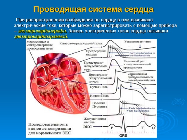 В виде чего регистрируются электрические импульсы сердца. Проводящая система сердца импульсы. Распространение возбуждения по проводящей системе сердца. Последовательность проведения импульса в проводящей системе сердца. Проводящая система сердца по ЭКГ.