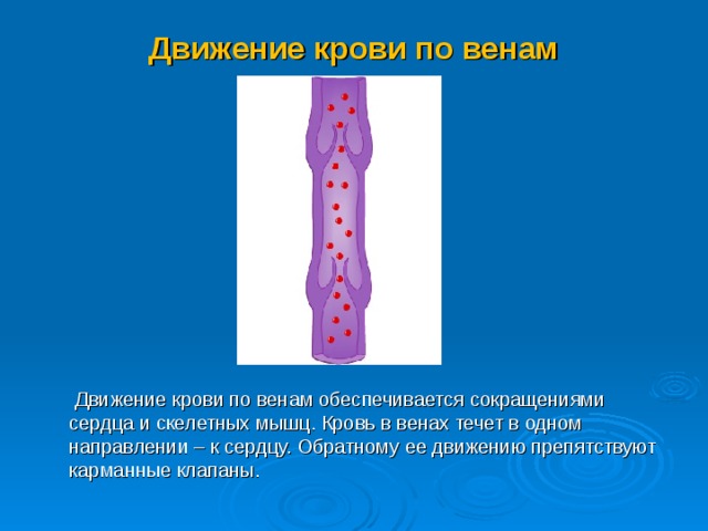 Презентация Кровообращение - Биология - Презентации - 8 класс