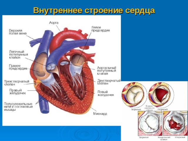 Двухстворчатый аортальный 1. Двустворчатый и трехстворчатый клапан в сердце. Сердечная сосудистая система анатомия. Трехстворчатый клапан и двухстворчатый клапан. Двухстворчатый аортальный клапан сердца.