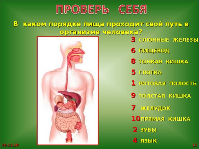 Путь еды в организме человека схема