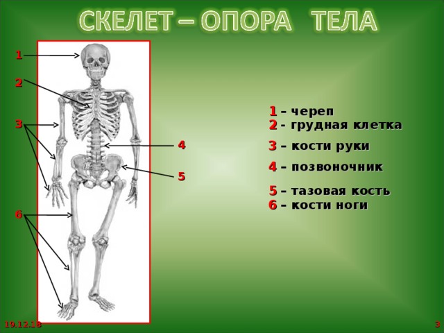 Зачем скелет. Скелет опора тела. Опора и движение кости скелета. Кости скелета туловища человека. Доклад скелет опора тела.