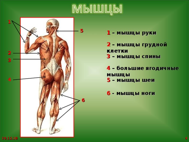 Презентация на тему мышцы