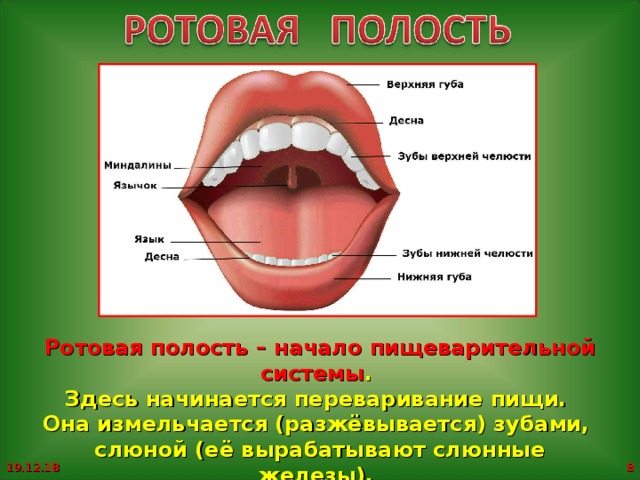 Органы ротовой полости человека егэ рисунок