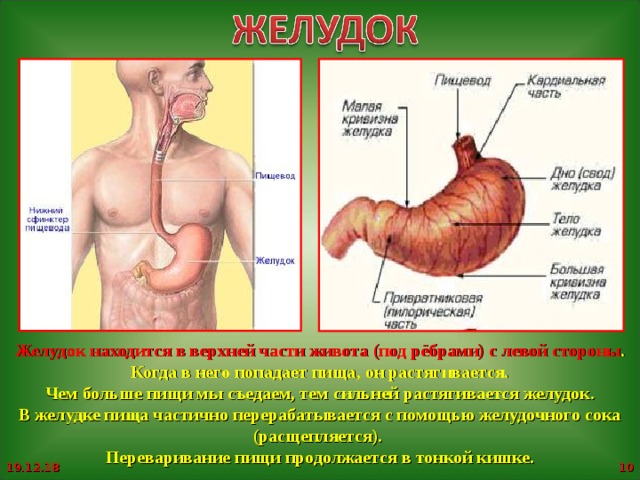 Желудок под ребрами