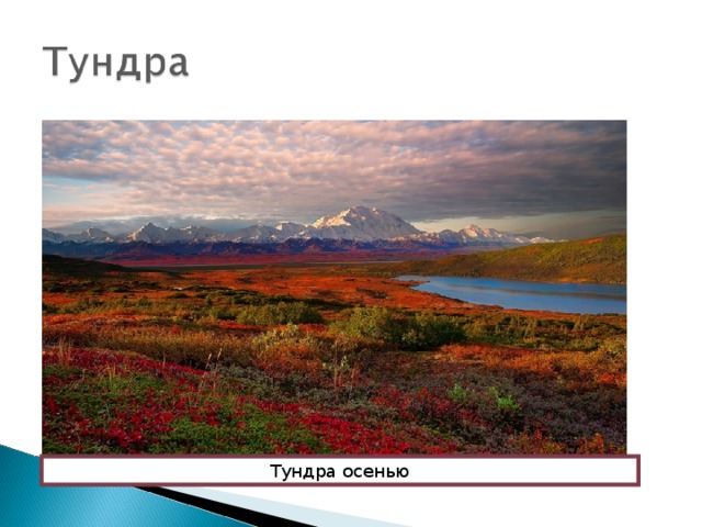 Тундра осенью