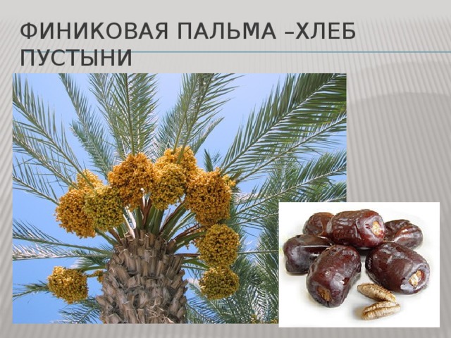Финиковая пальма –хлеб пустыни 
