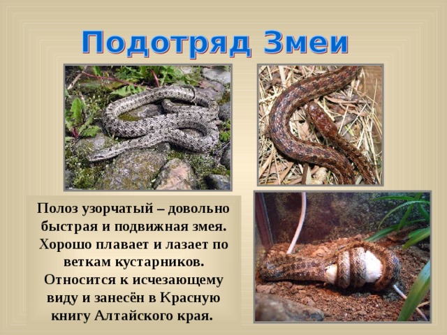 Полоз узорчатый – довольно быстрая и подвижная змея. Хорошо плавает и лазает по веткам кустарников. Относится к исчезающему виду и з анесён в Красную книгу Алтайского края.  