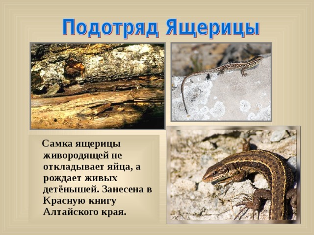  Самка ящерицы живородящей не откладывает яйца, а рождает живых детёнышей. Занесена в Красную книгу Алтайского края. 
