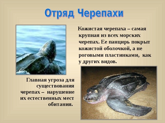  Кожистая черепаха – самая крупная из всех морских  черепах. Ее панцирь покрыт кожистой оболочкой, а не роговыми пластинками, как у других видов.  Главная угроза для существования черепах – нарушение их естественных мест обитания. 