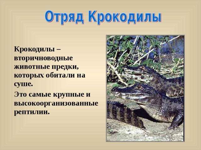 Крокодилы – вторичноводные животные предки, которых обитали на суше. Это самые крупные и высокоорганизованные рептилии. 