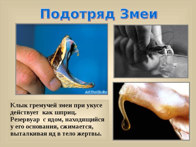 Клык гремучей змеи при укусе действует как шприц. Резервуар с ядом, находящийся у его основания, сжимается, выталкивая яд в тело жертвы. 